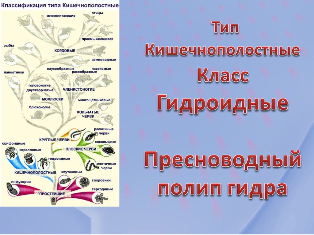 Через какой браузер зайти на кракен