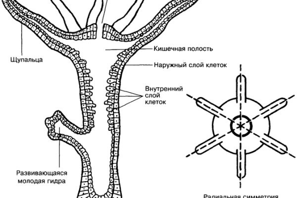 Что такое кракен тор