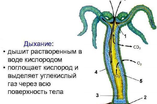 Ссылка адрес на кракен